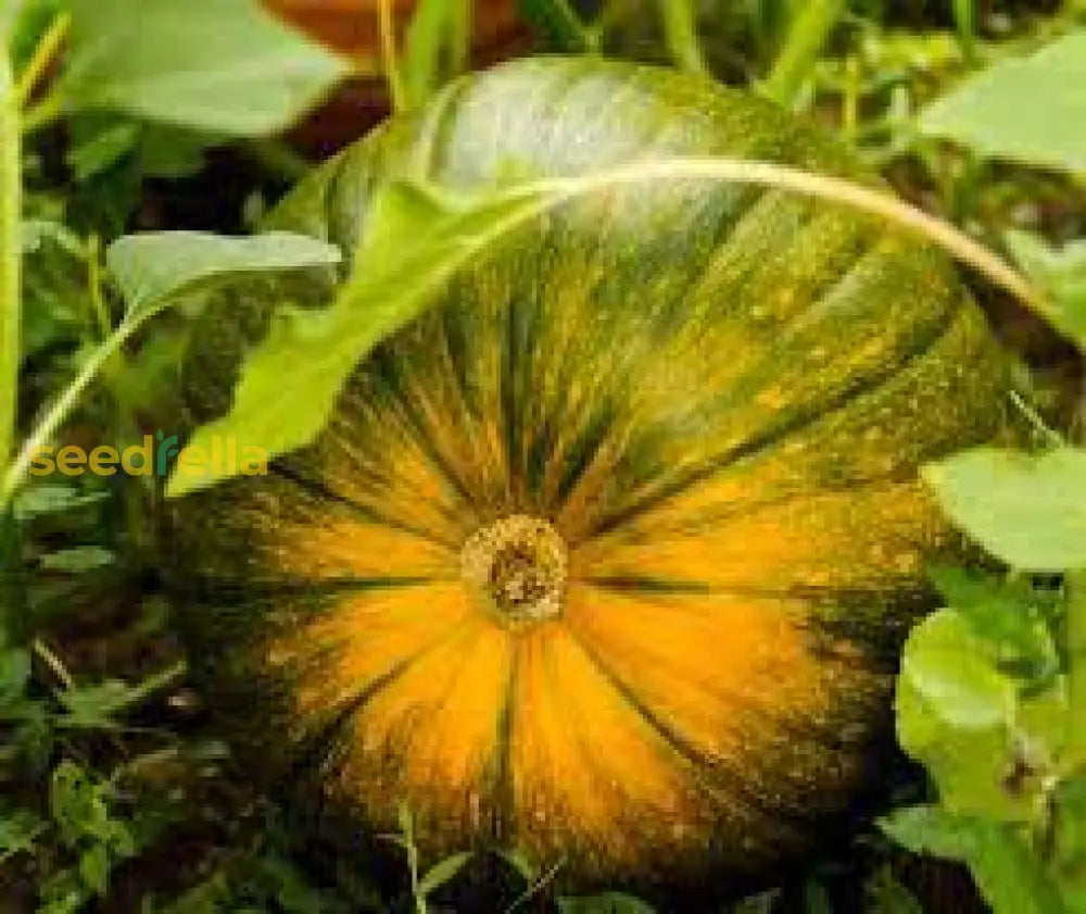 Cream Pumpkin Seeds For Easy Planting - Ideal Your Garden Vegetable Seeds