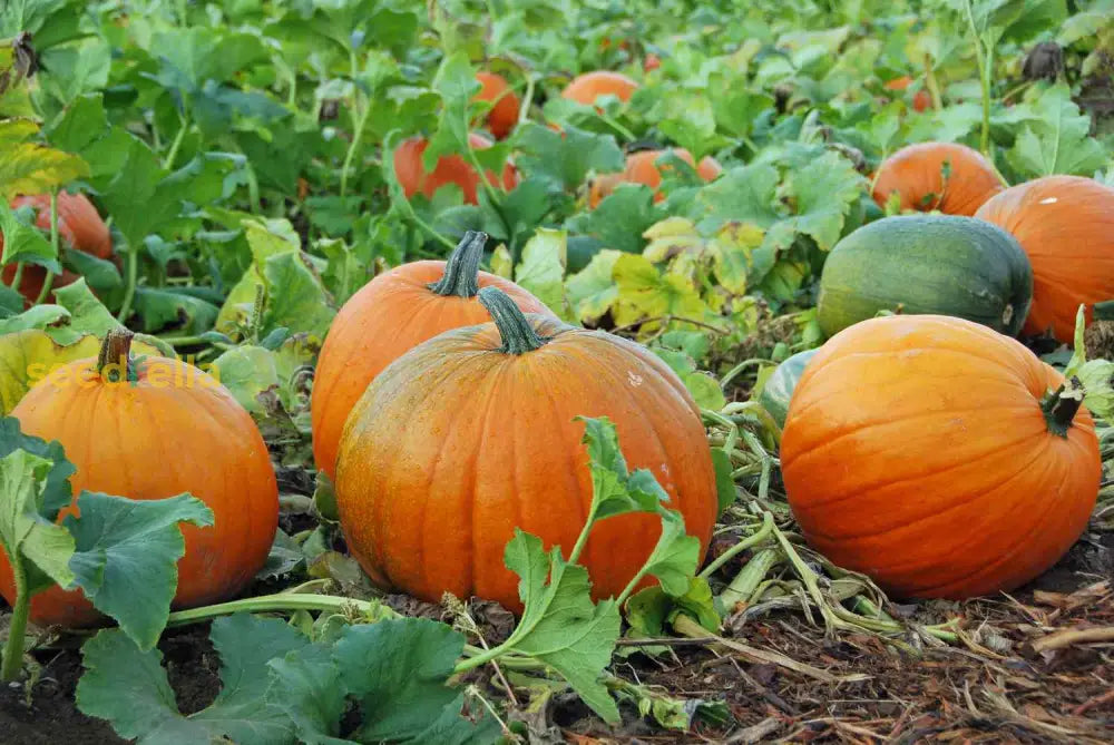 Cream Pumpkin Seeds For Easy Planting - Ideal Your Garden Vegetable Seeds