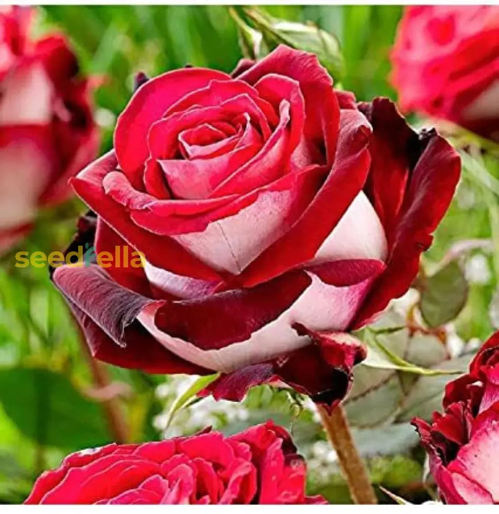 Cream Red Spirit Rose Seeds For Planting Flower