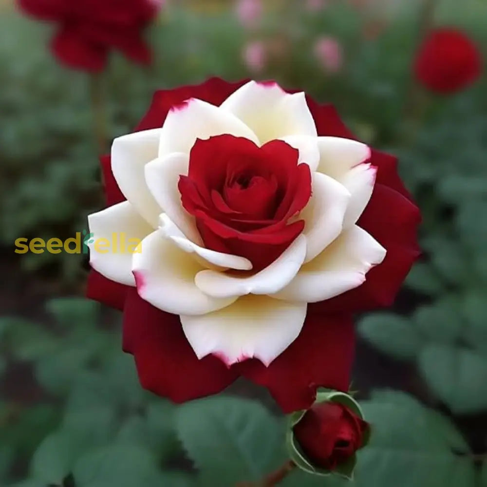 Cream Red Spirit Rose Seeds For Planting Flower