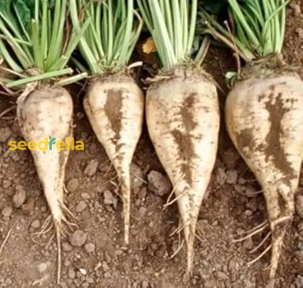 Cream Sugar Beet Seeds For Home Garden Planting Vegetable Seeds