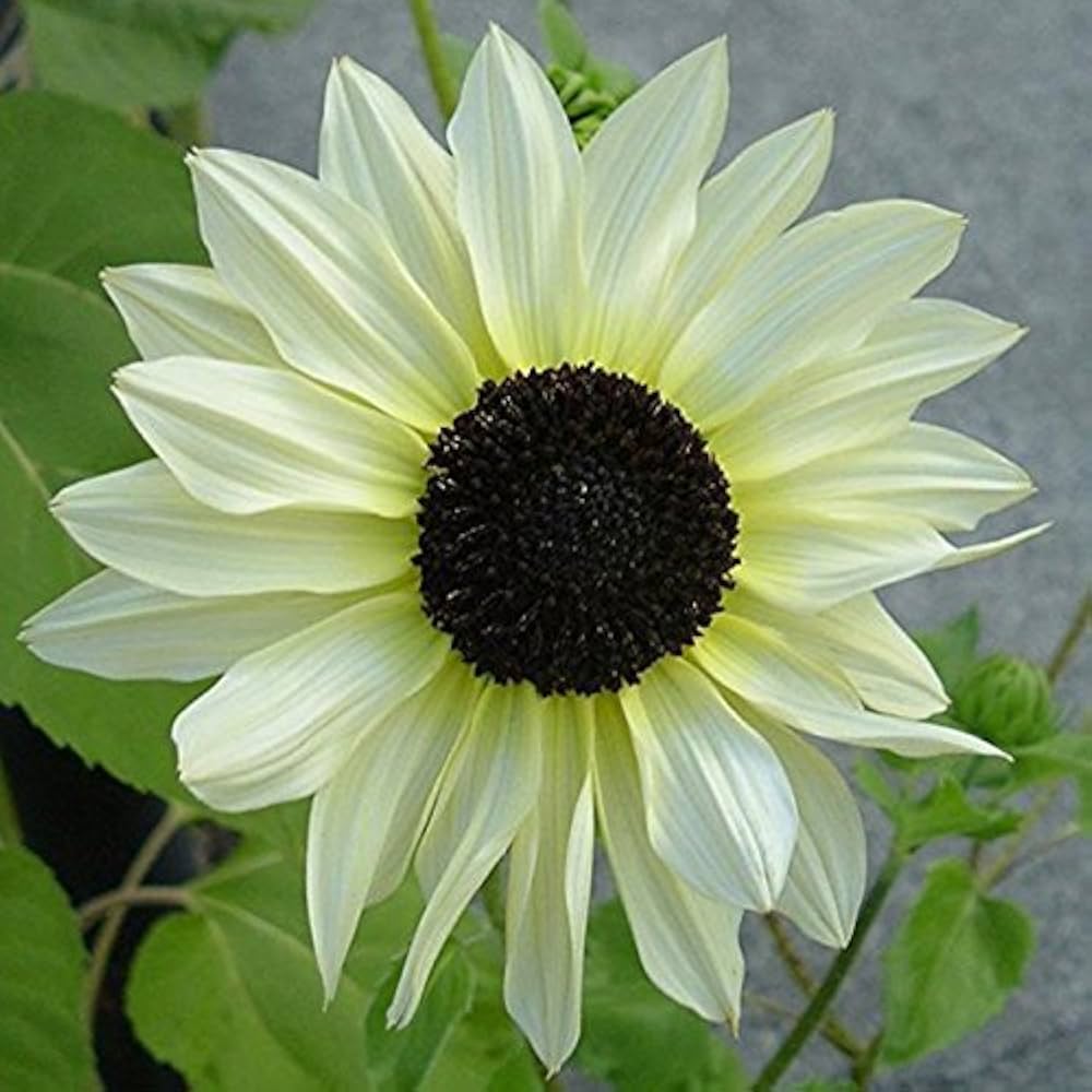 Cream Sunflower Blooms – Non-GMO Flower Seeds for Garden