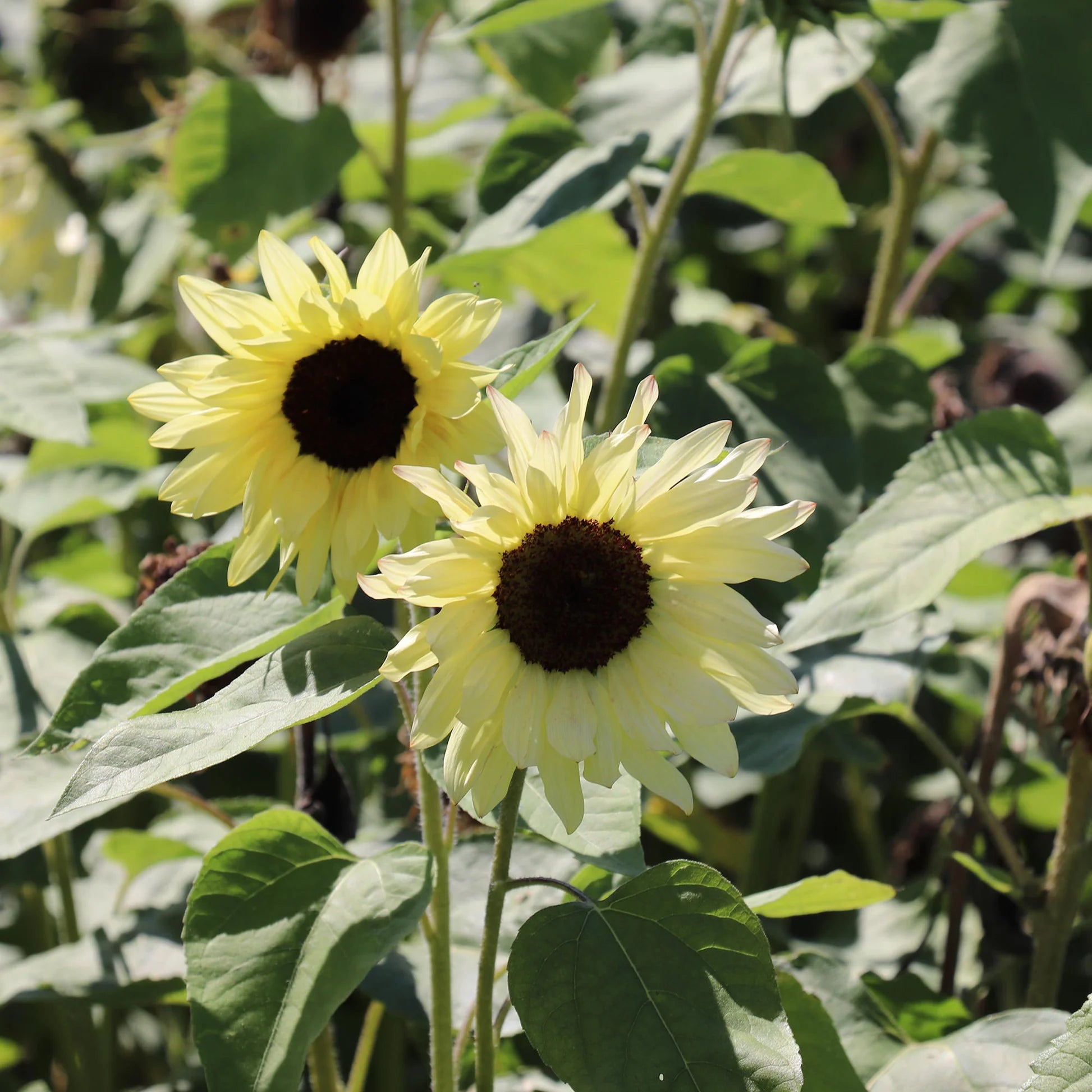Cream Sunflower Flower Seeds for Planting – Sunny Blooms
