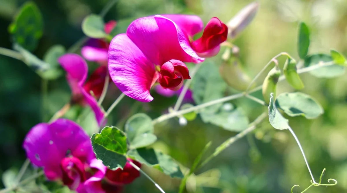 Close-Up of Cream Sweet Pea Flowers
