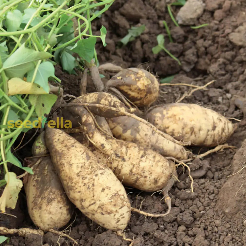 Cream Sweet Potato Vegetable Seeds For Planting Seeds