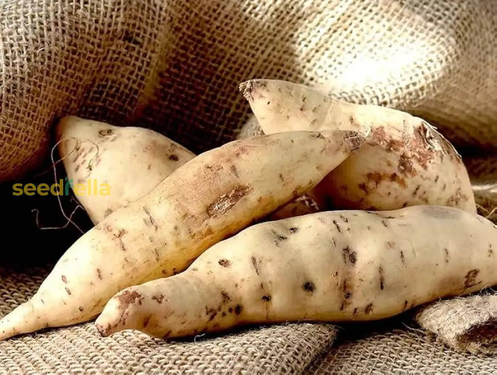 Cream Sweet Potato Vegetable Seeds For Planting Seeds