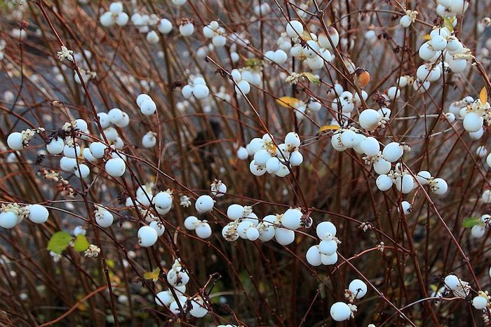 White berries of Dwarf Creeping Snowberry shrub