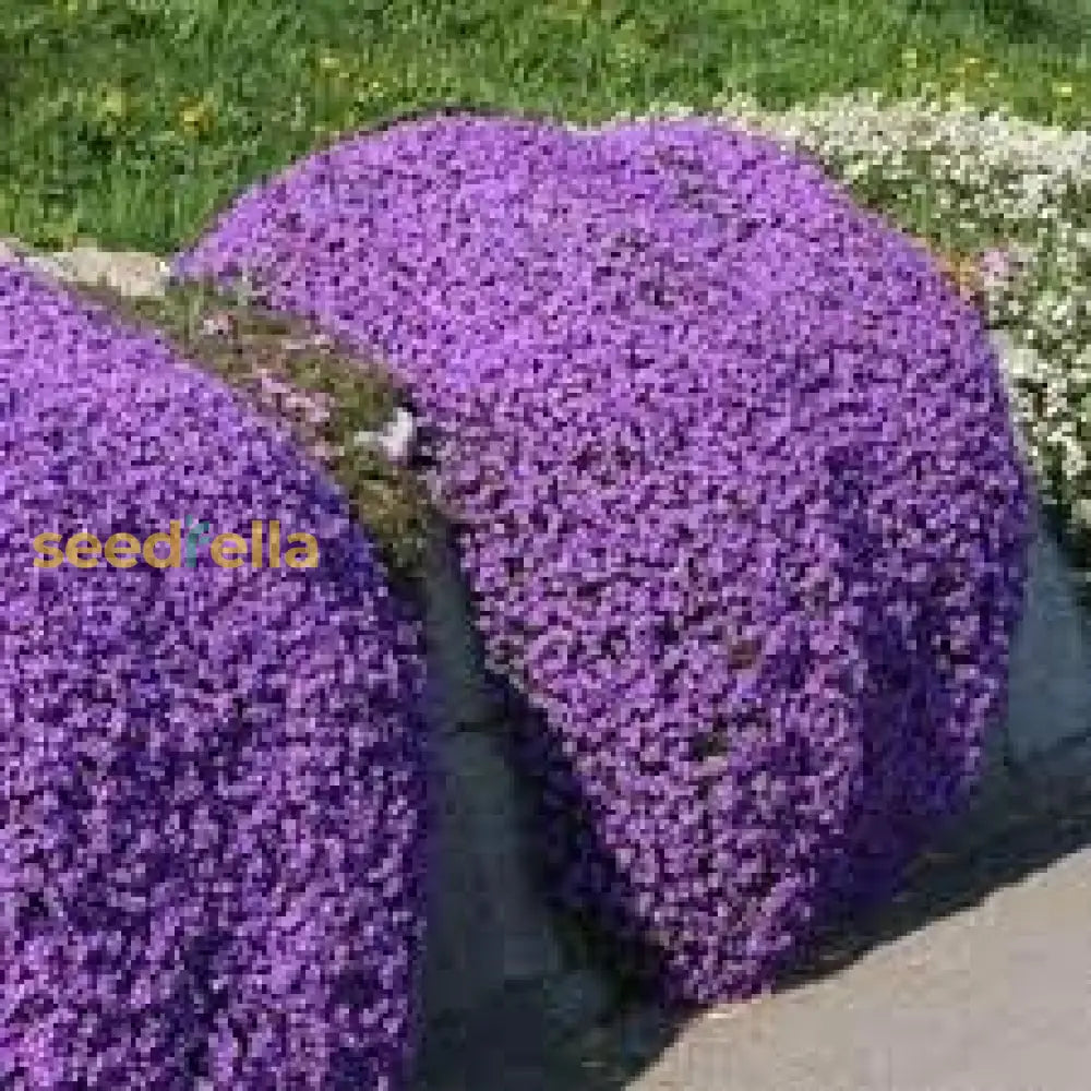 Creeping Thyme Planting Seeds  Perfect Ground Cover Flowers Flower