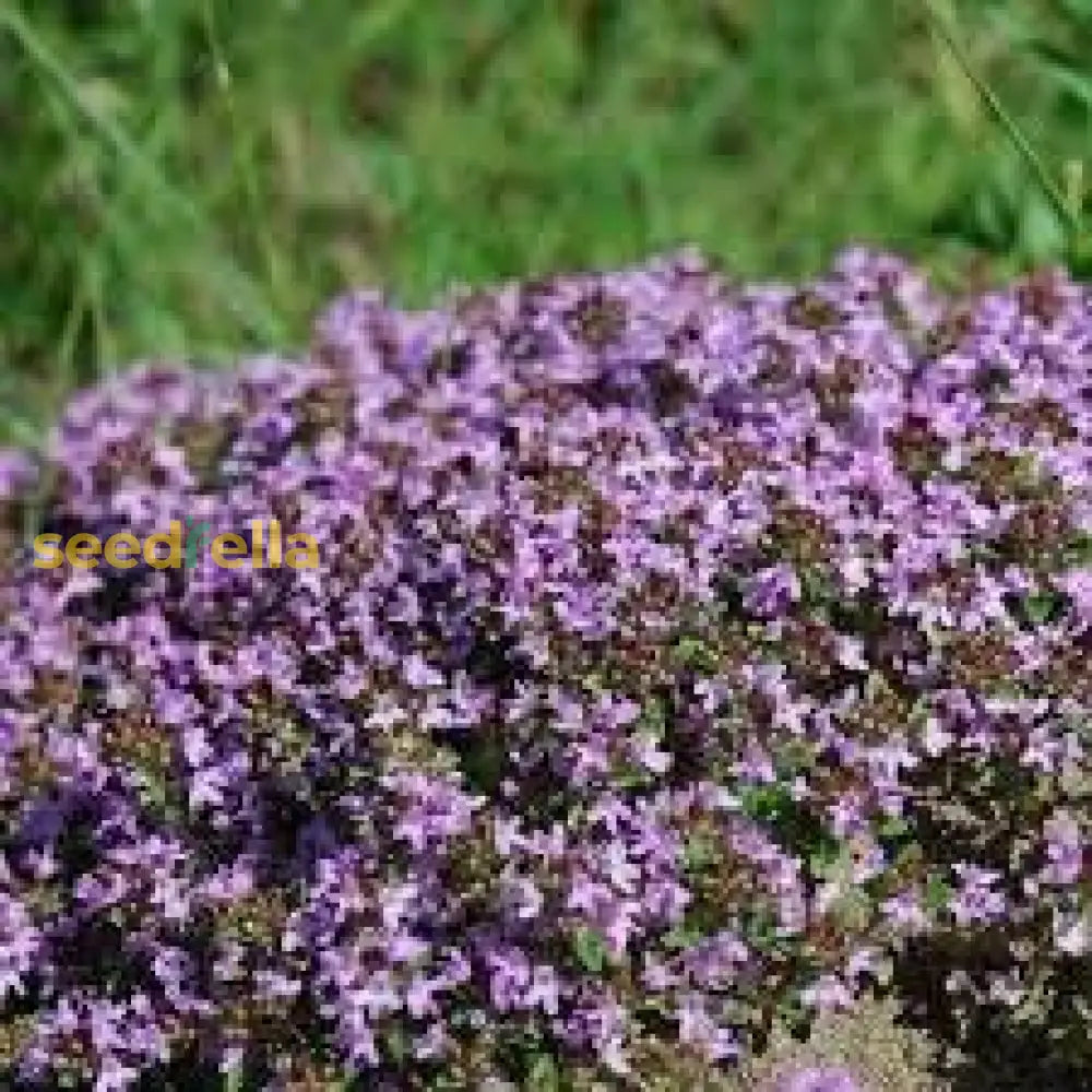 Creeping Thyme Planting Seeds  Perfect Ground Cover Flowers Flower