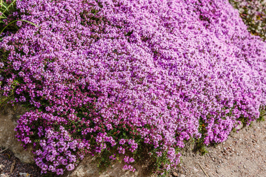 Creeping Thyme Thymus Serpyllum Seeds for Garden Planting