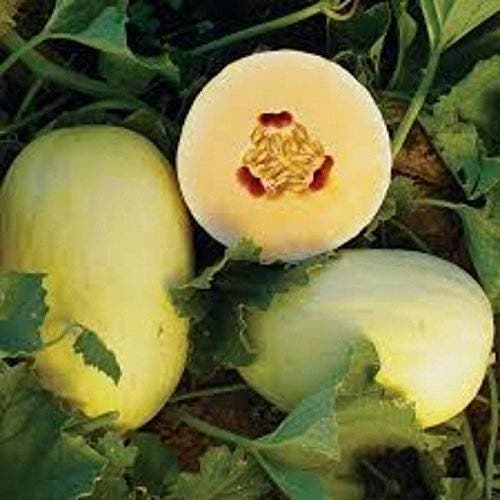 Crenshaw Melon (Cucumis melo) seeds for planting