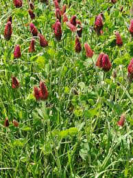 Crimson Clover Green Foliage and Buds Before Bloom
