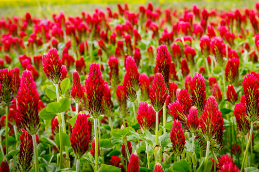 Crimson Clover Seeds – Trifolium incarnatum Red Flower Cover Crop