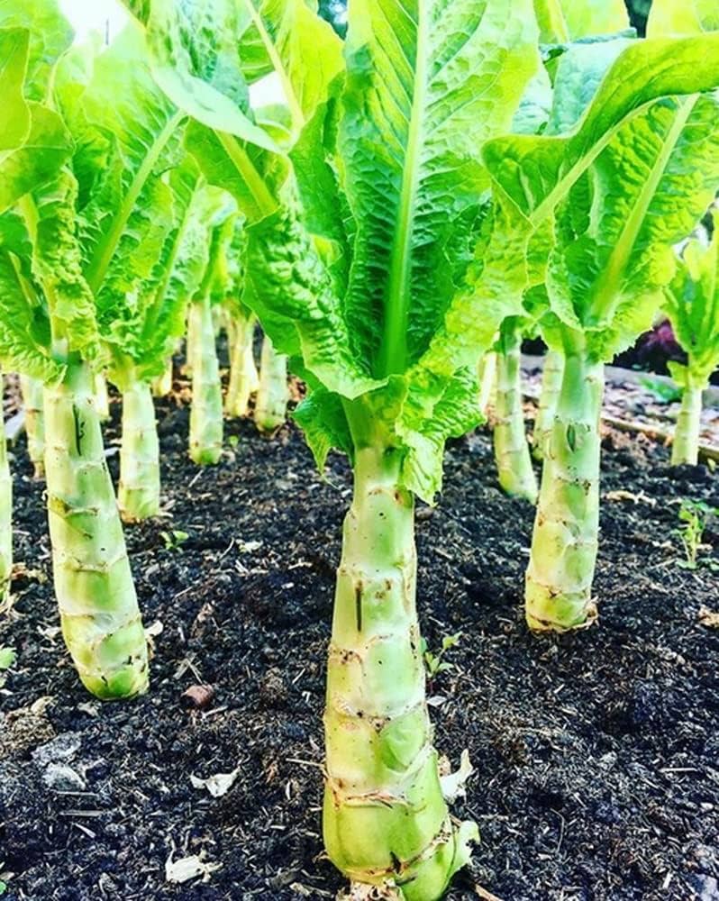 Crisp Celtuce plant grown from seeds