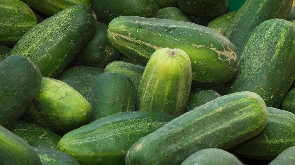 Crisp cucumbers ready for kitchen use
