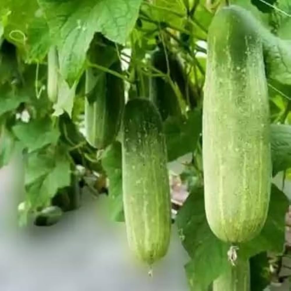 High germination cucumber seeds for planting