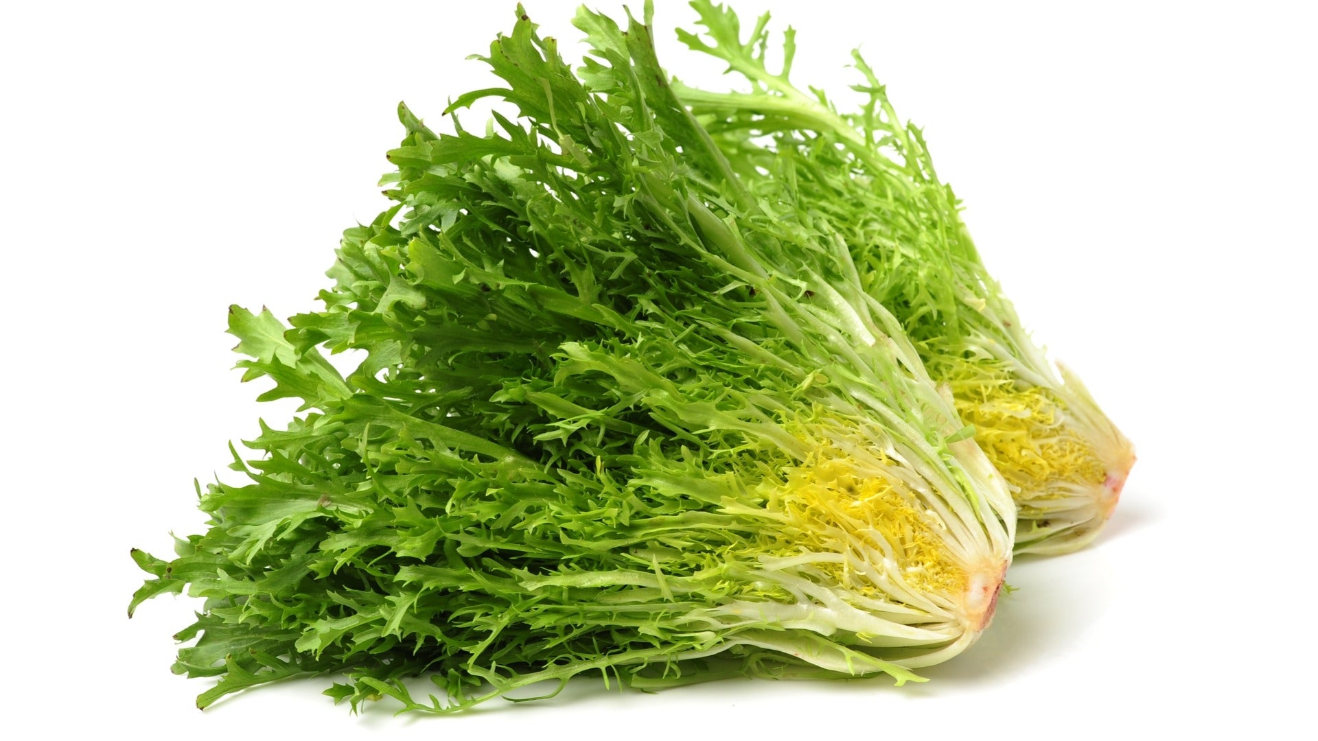 Fresh crisp endive leafy greens seeds