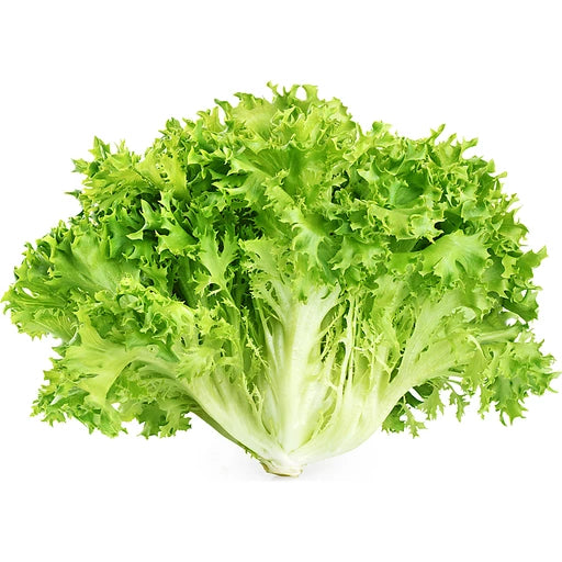 Crisp endive seeds for planting high-quality leafy greens