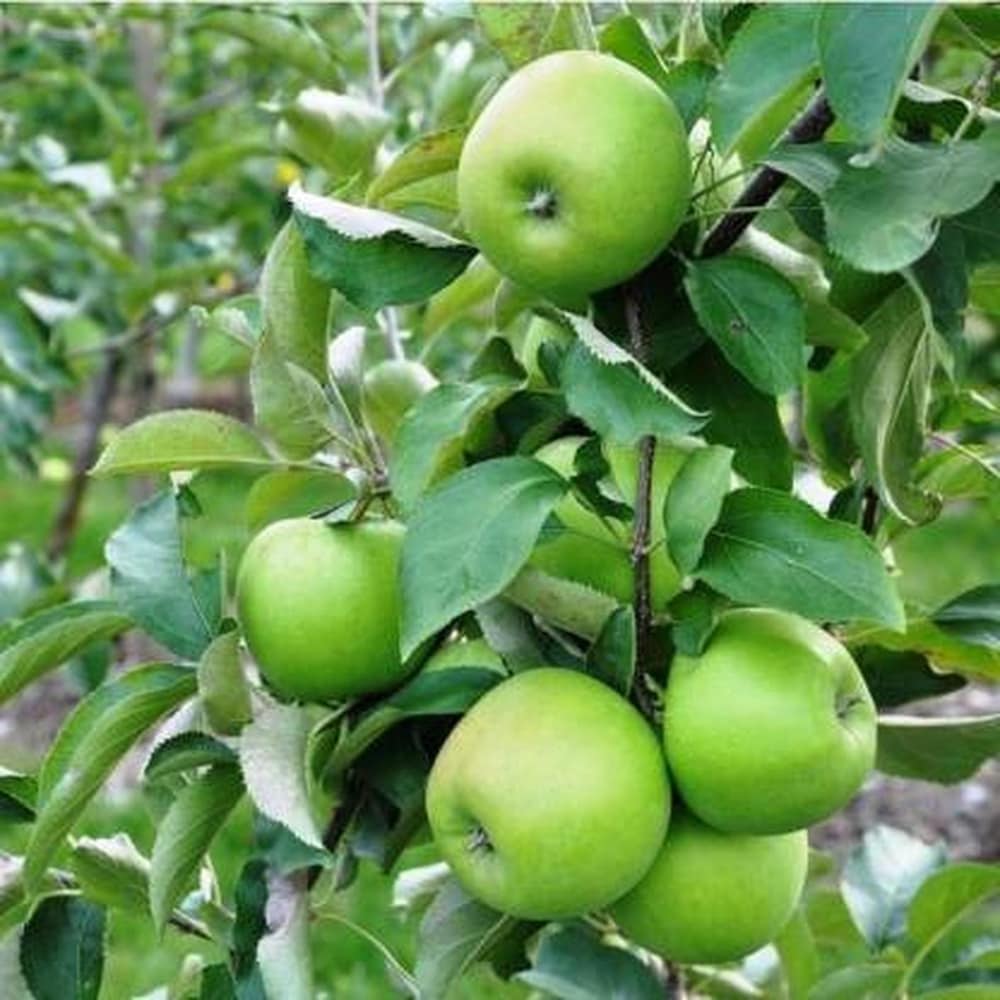 Crisp green apples ready for harvest
