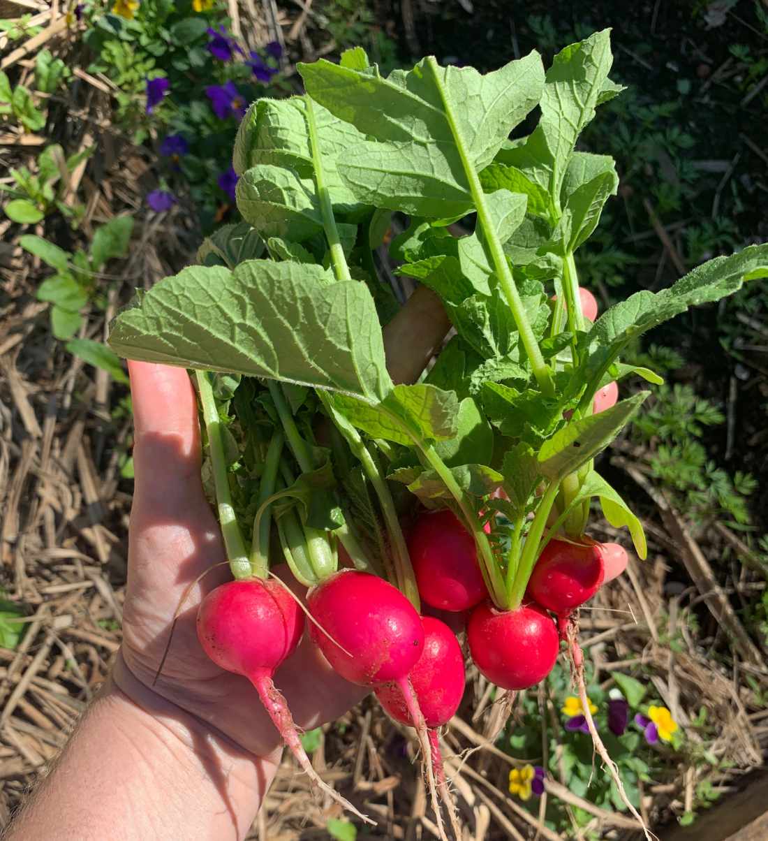 Fresh harvest of pink radishes
