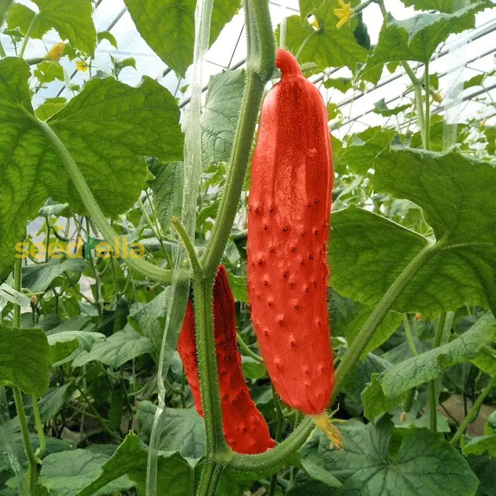 Crisp Red Cucumber Seeds For Planting