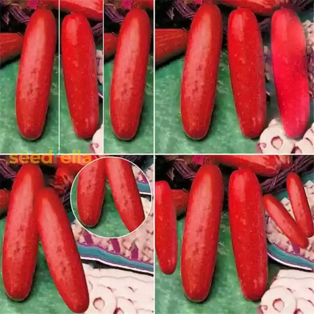 Crisp Red Cucumber Seeds For Planting