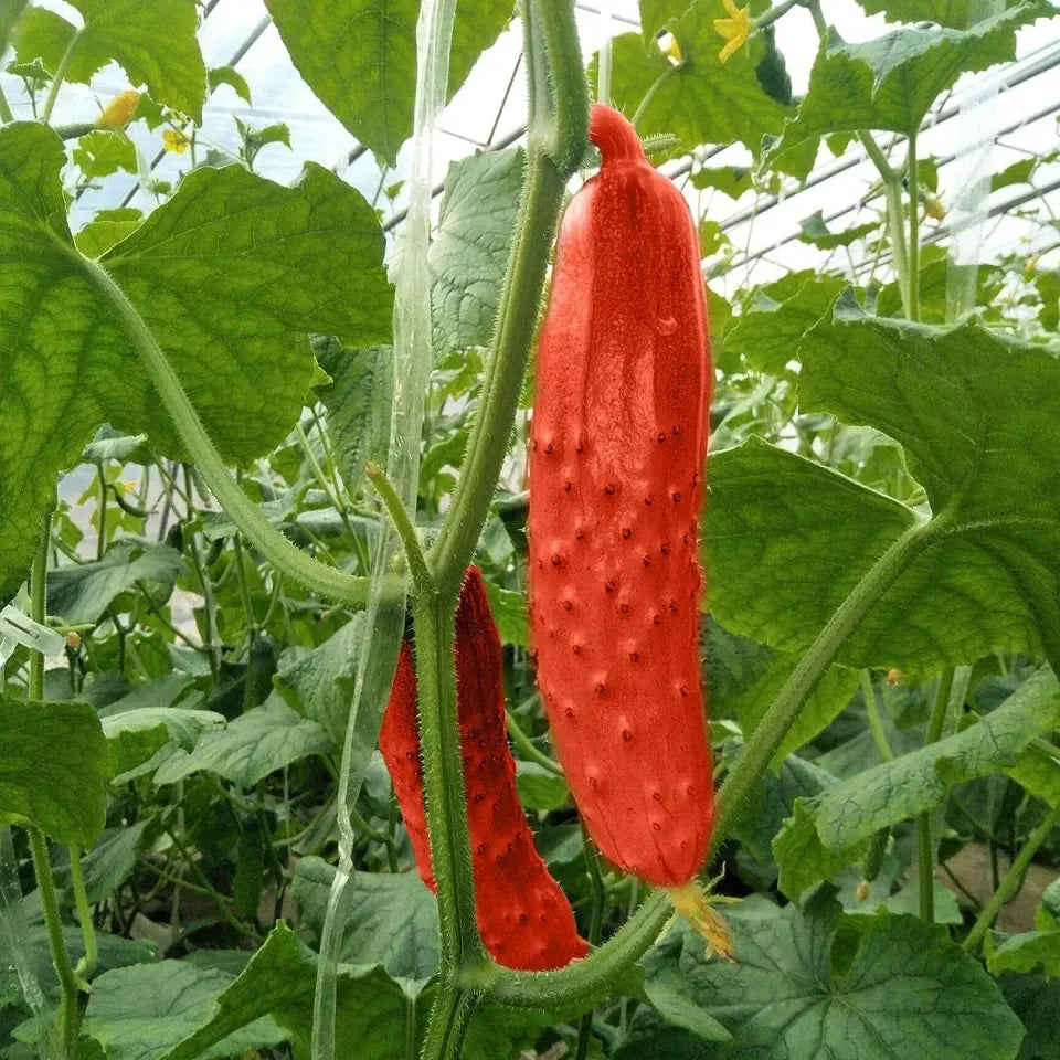 Crisp red cucumber seeds non GMO for planting