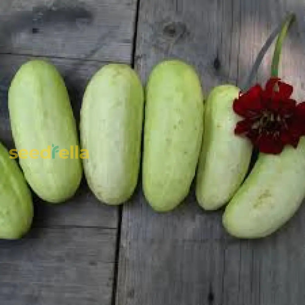 Crisp Salad Blonde Cucumber Seeds For Easy Planting Vegetable Seeds