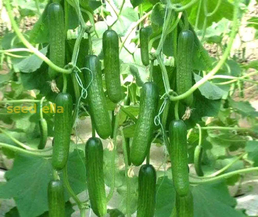 Crisp Salad Blonde Cucumber Seeds For Easy Planting Vegetable Seeds