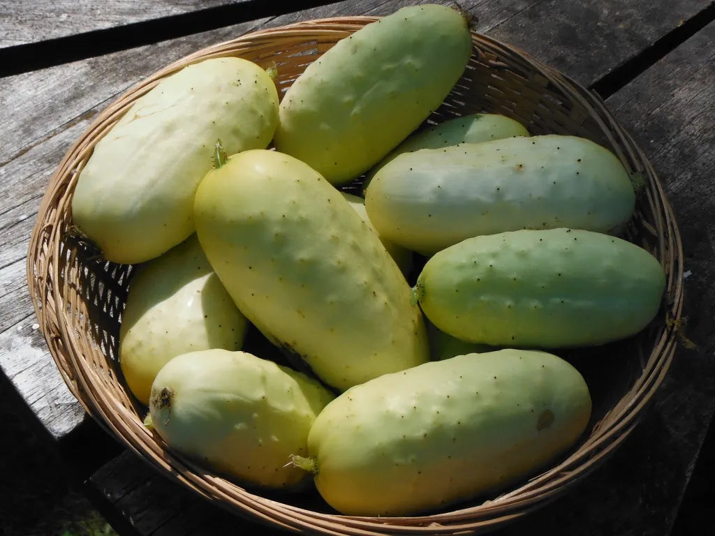 Crisp Salad Blonde Cucumber seeds non GMO for planting