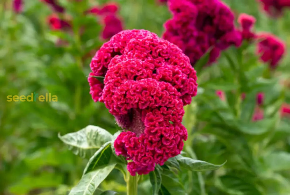 Cristata Flower Seeds For Planting - Vibrant Blooms