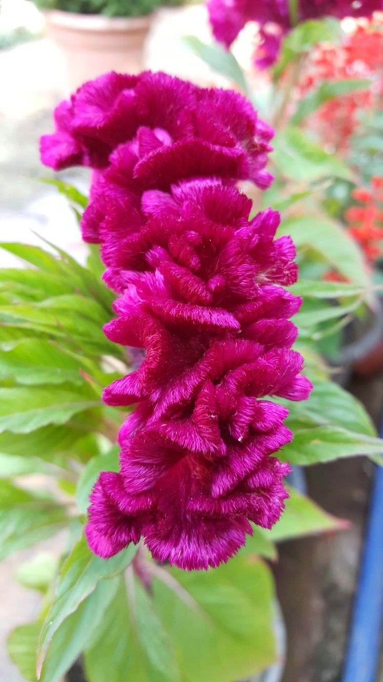 Cristata flowers in ornamental garden beds