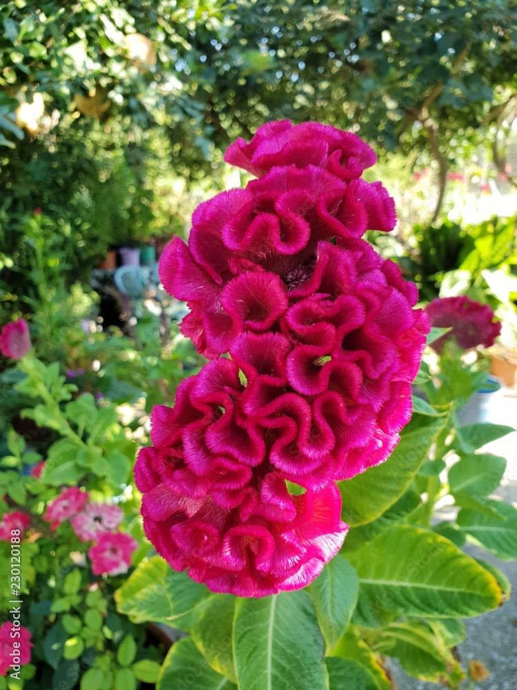 Cristata flower seeds for planting Non-GMO