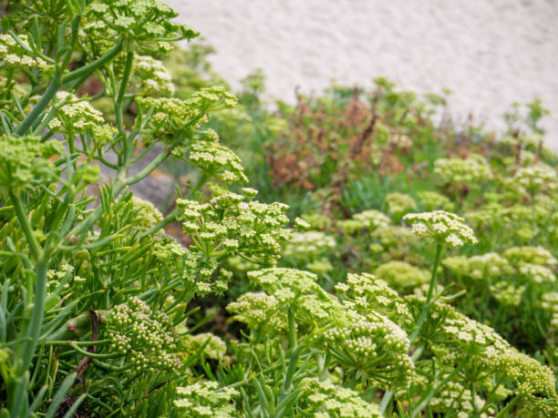 Crithmum maritimum growing in full sun coastal garden bed