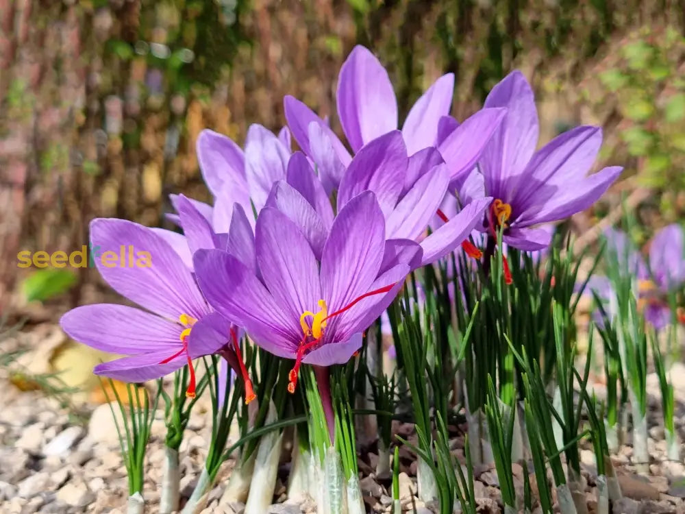 Crocus Sativus Flower Seeds For Easy Planting