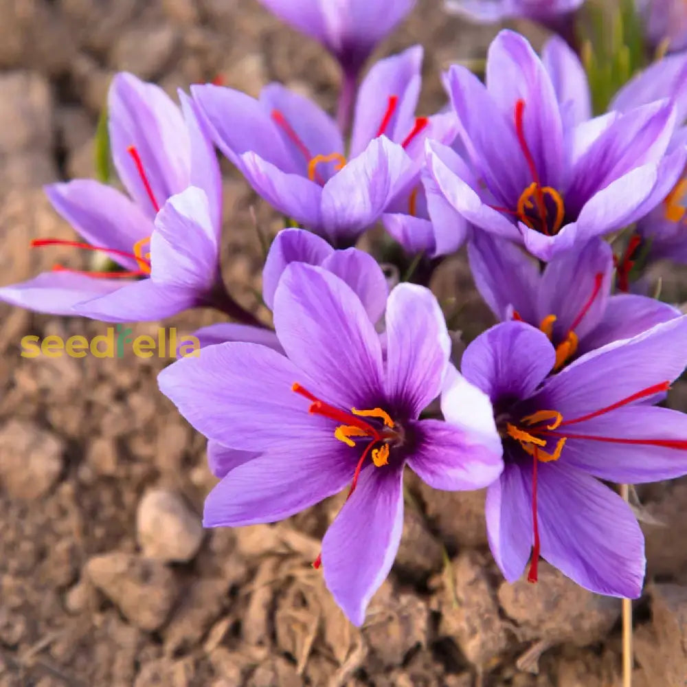 Crocus Sativus Flower Seeds For Easy Planting