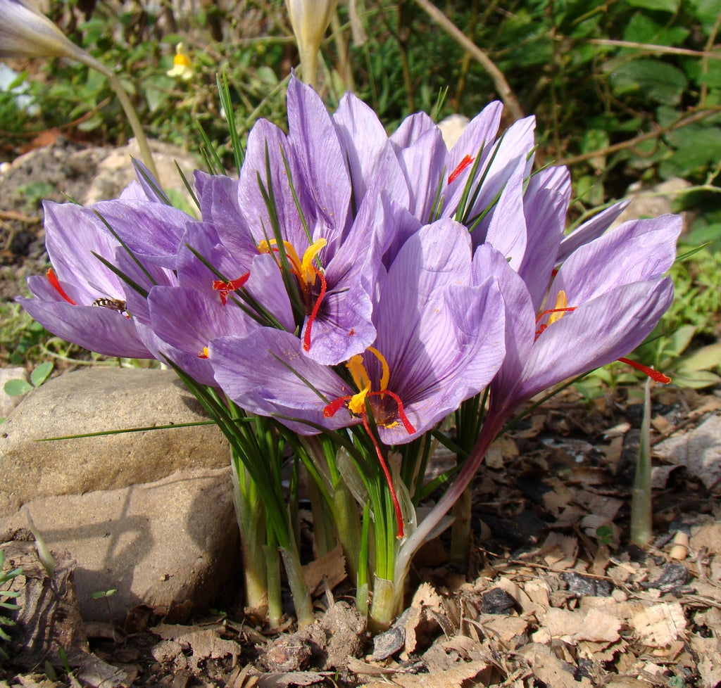 Crocus Sativus Flower Seeds for Garden Planting