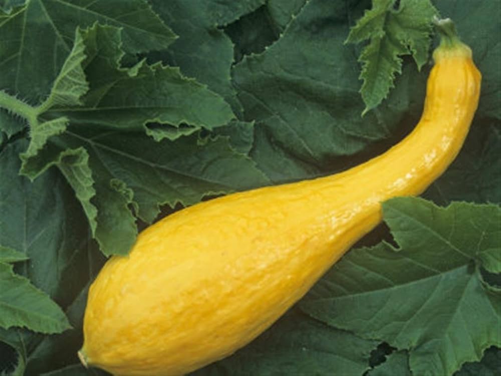 Crookneck squash plants growing in garden