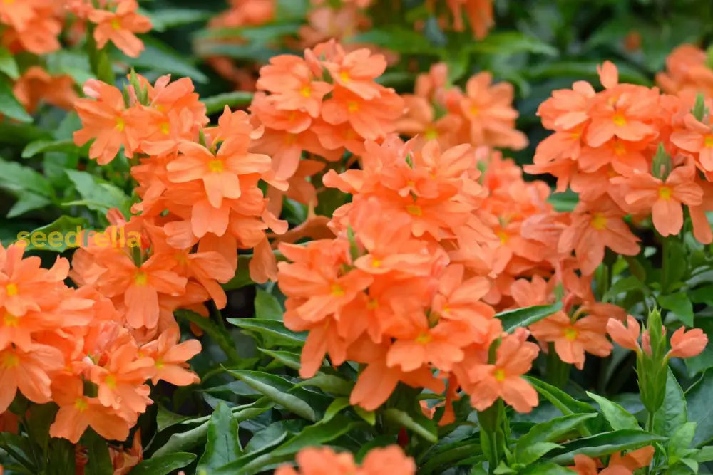 Crossandra seeds producing tropical colorful flowers
