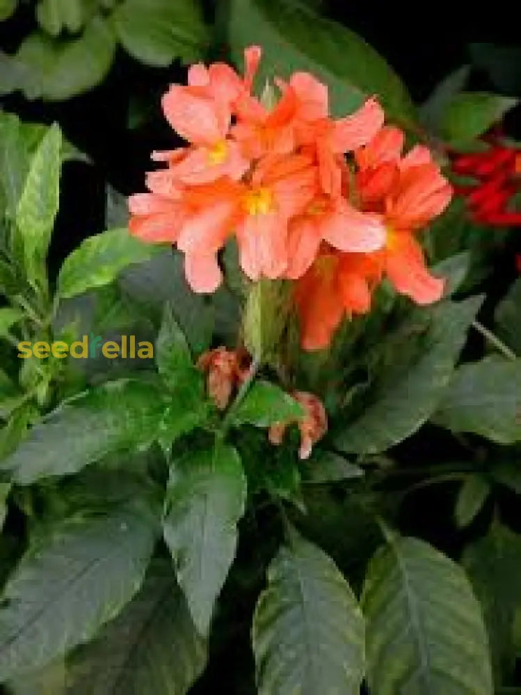 Crossandra Semi Flower seeds for borders and pots
