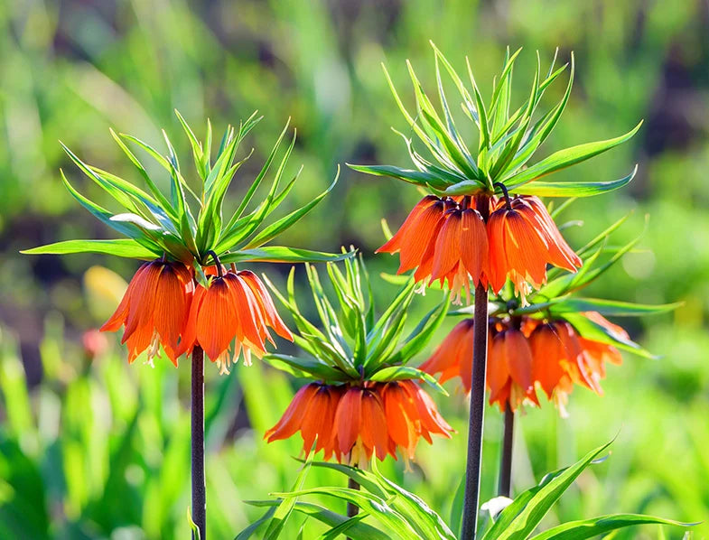 Crown Imperial Flower Seeds for Garden