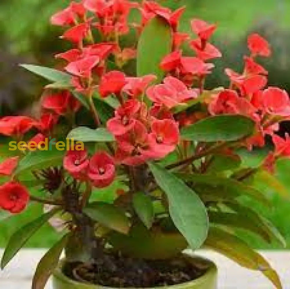 Crown Of Thorn Flower Seeds  Easy Planting For Vibrant Blooms