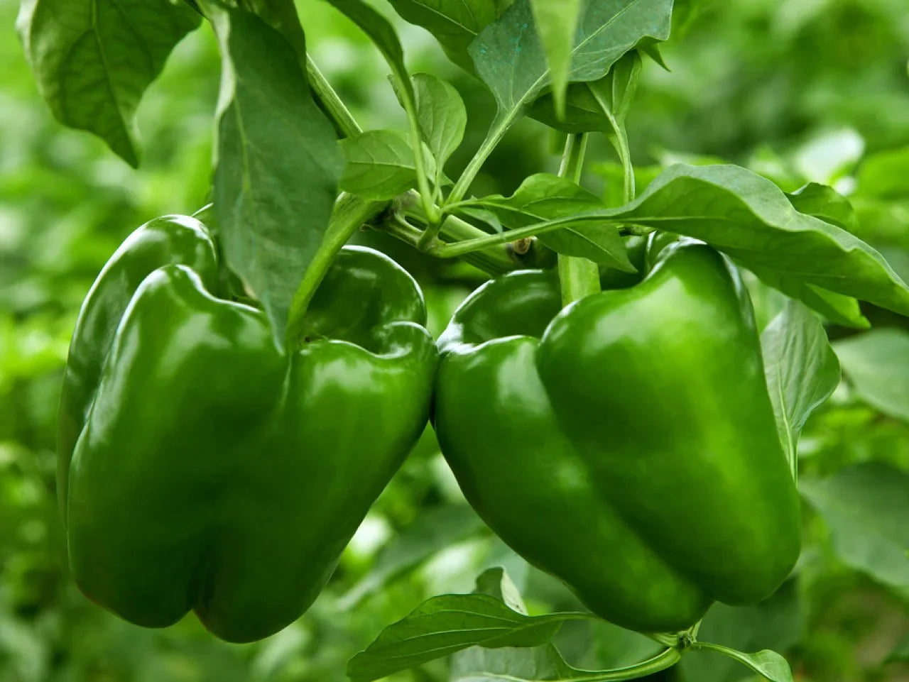 Non GMO crunchy bell pepper seeds for planting