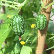 Cucamelon plants climbing on trellis in garden