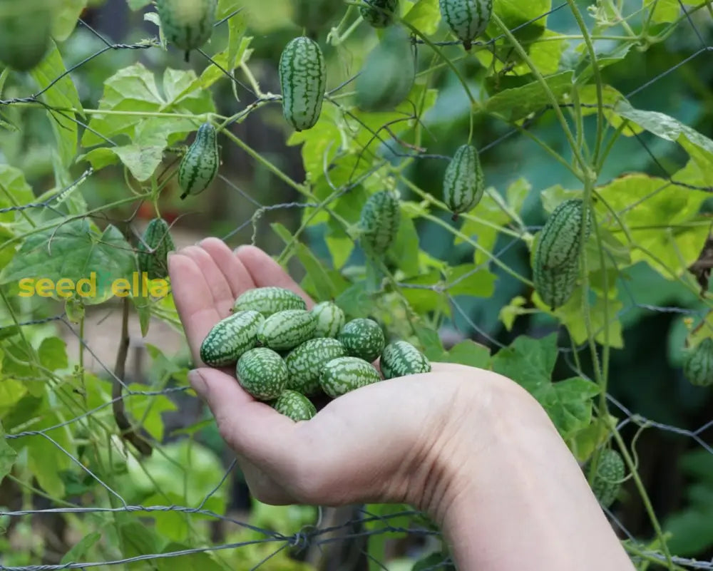 Cucamelon Seeds For Easy Planting