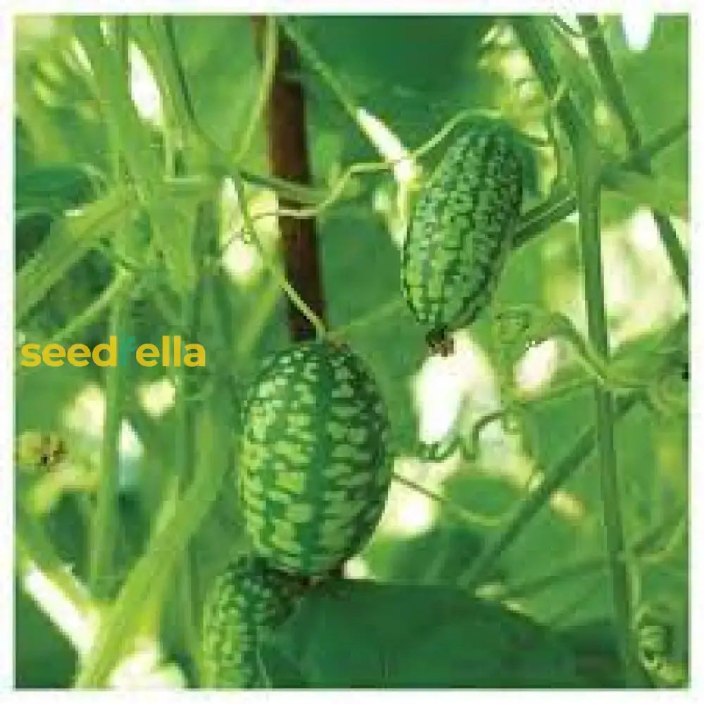 Cucamelon Seeds For Easy Planting: Grow Refreshing Fruits Fruit