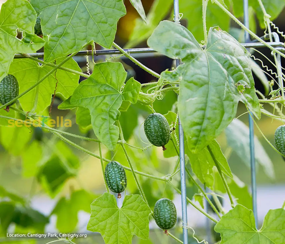 Cucamelon vine plants growing in garden
