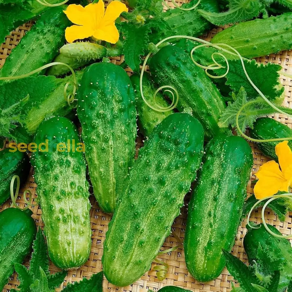 Cucumber Gherkin Seeds For Easy Planting Vegetable Seeds