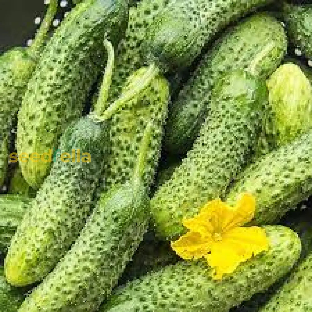 Cucumber Lyalyuk Little Mini Pickling Seeds - Ideal For Home Planting And Garden Growing Vegetable