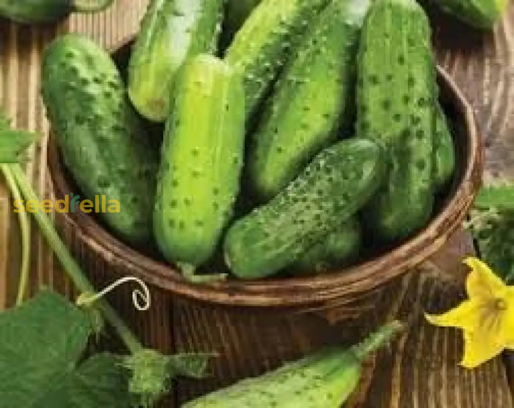 Cucumber Lyalyuk Little Mini Pickling Seeds - Ideal For Home Planting And Garden Growing Vegetable